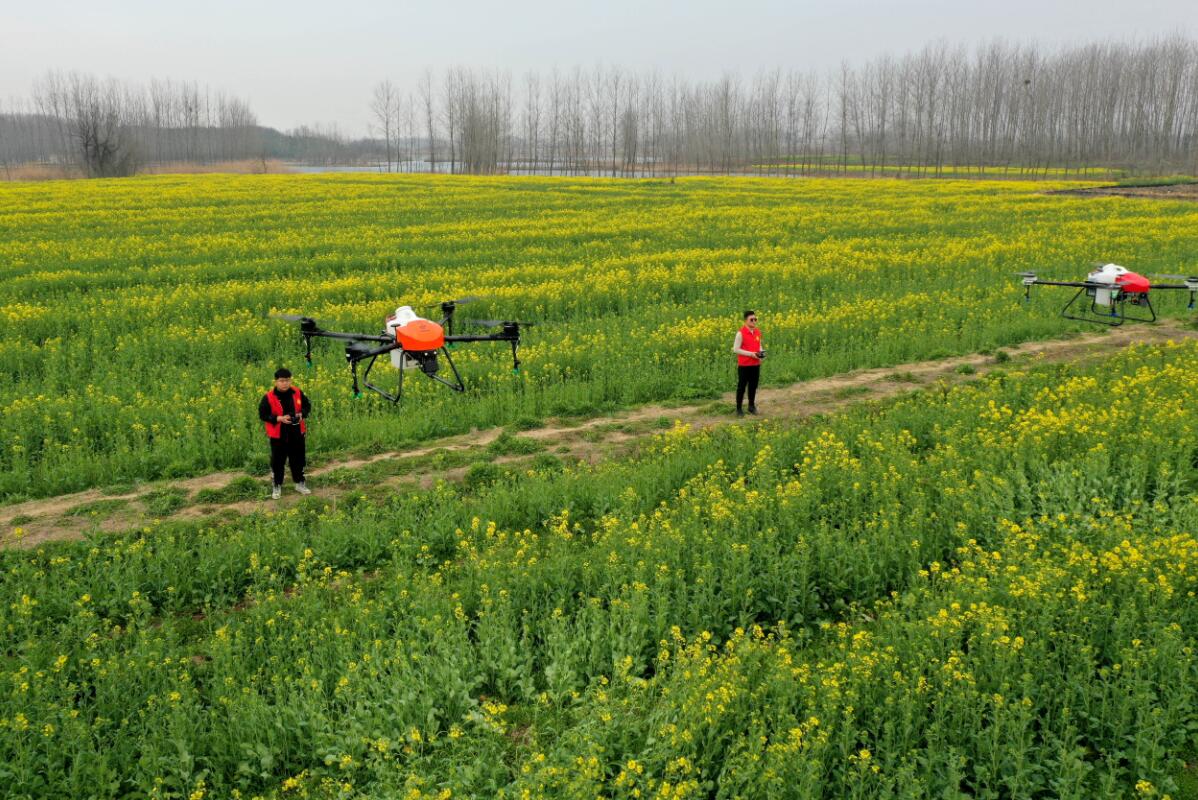 3月12日，无人机植保队在全椒县石沛镇大季村油菜田里准备“飞防”。沈果 摄