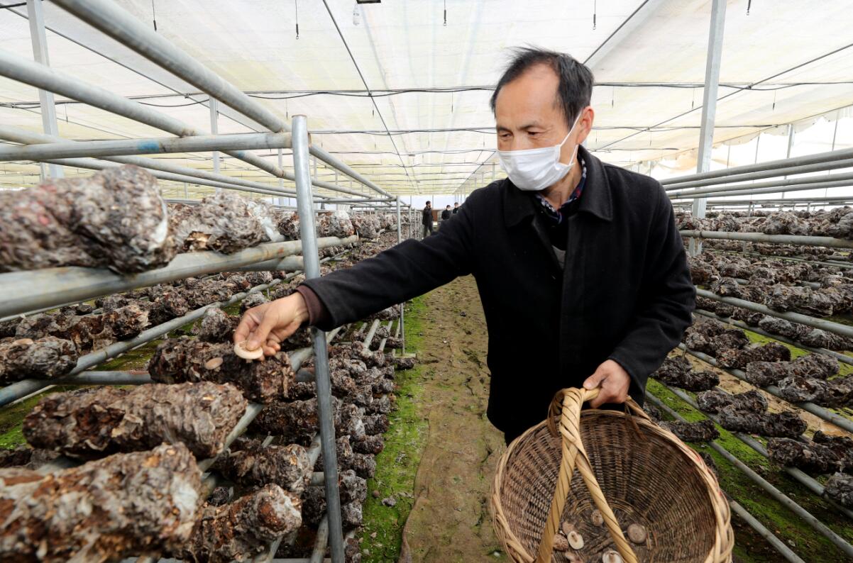 3月5日，在全椒县马厂镇复兴村就业扶贫车间，工人在采摘香菇。沈果 摄